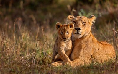 Safari in Tanzania: A Wildlife Adventure