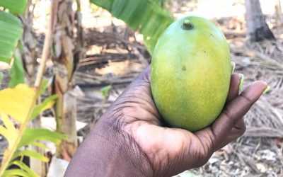 Magical Organic Farm Tour around Pande Game Reserve