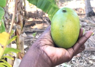 Fresh Mangoe from the Magical Farm