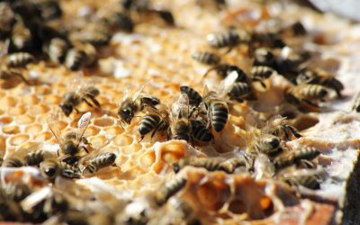 Beekeeping Project at Pande Eco Cultural Tourism