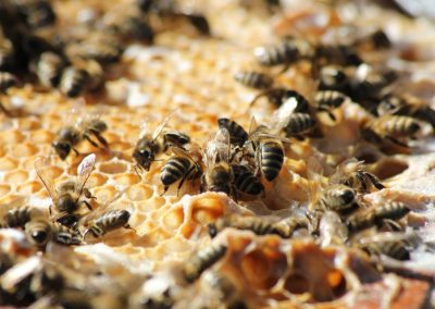 The Bee-Keeping Project in Tanzania