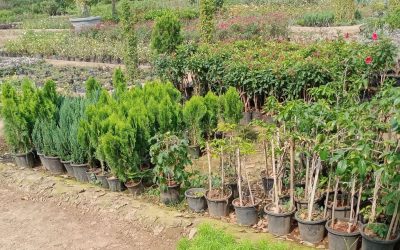 Tree Nursery Project at Pande EcoCultural Tourism