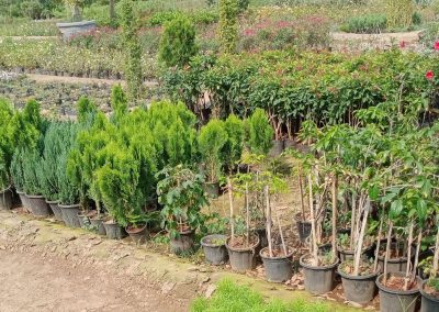 Tree nursery planting project